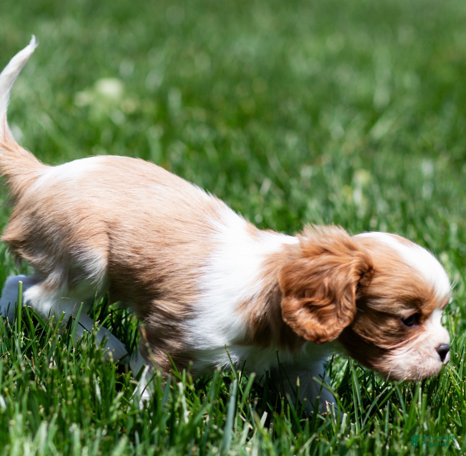 Cavalier King Charles Spaniel dogs Allen Cavalier King Charles Spaniel Puppy  - Ad 2
