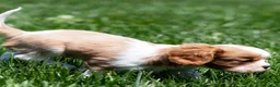 Cavalier King Charles Spaniel dogs for sale: Allen Cavalier King Charles Spaniel Puppy  - Ad 10