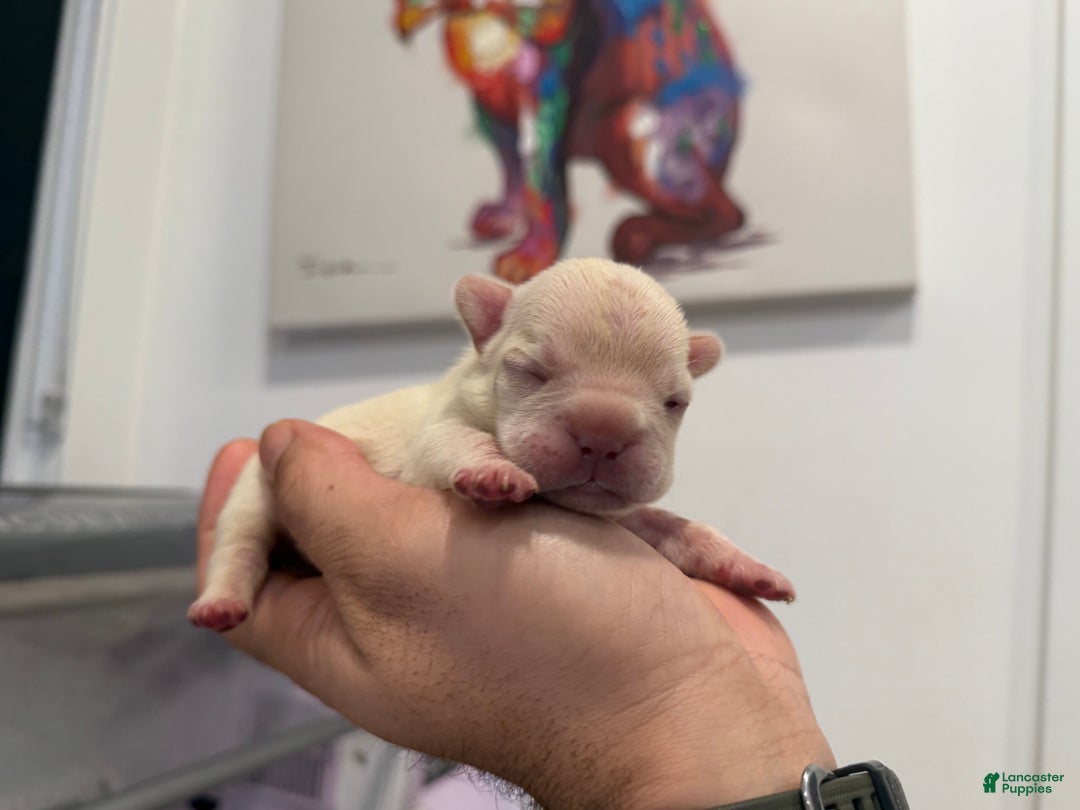 French Bulldog dogs for sale: Skye - Ad 2