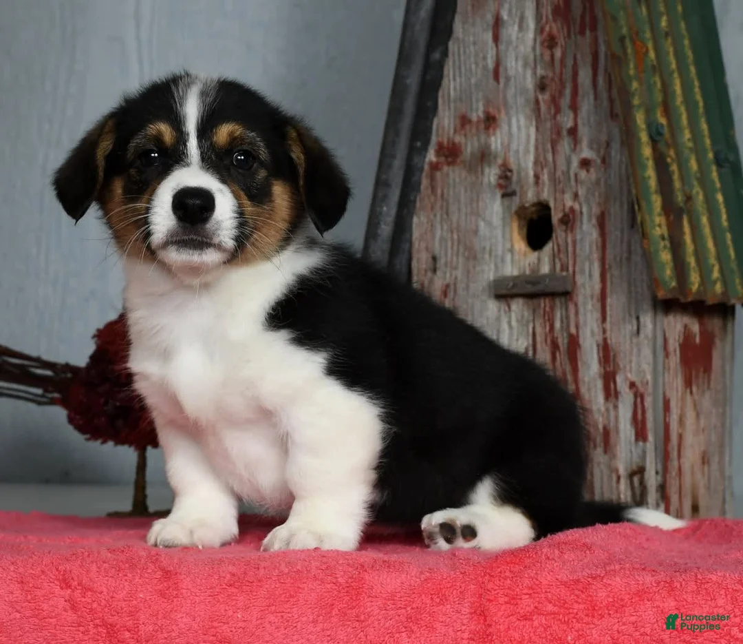 Gallery Image {{count}}