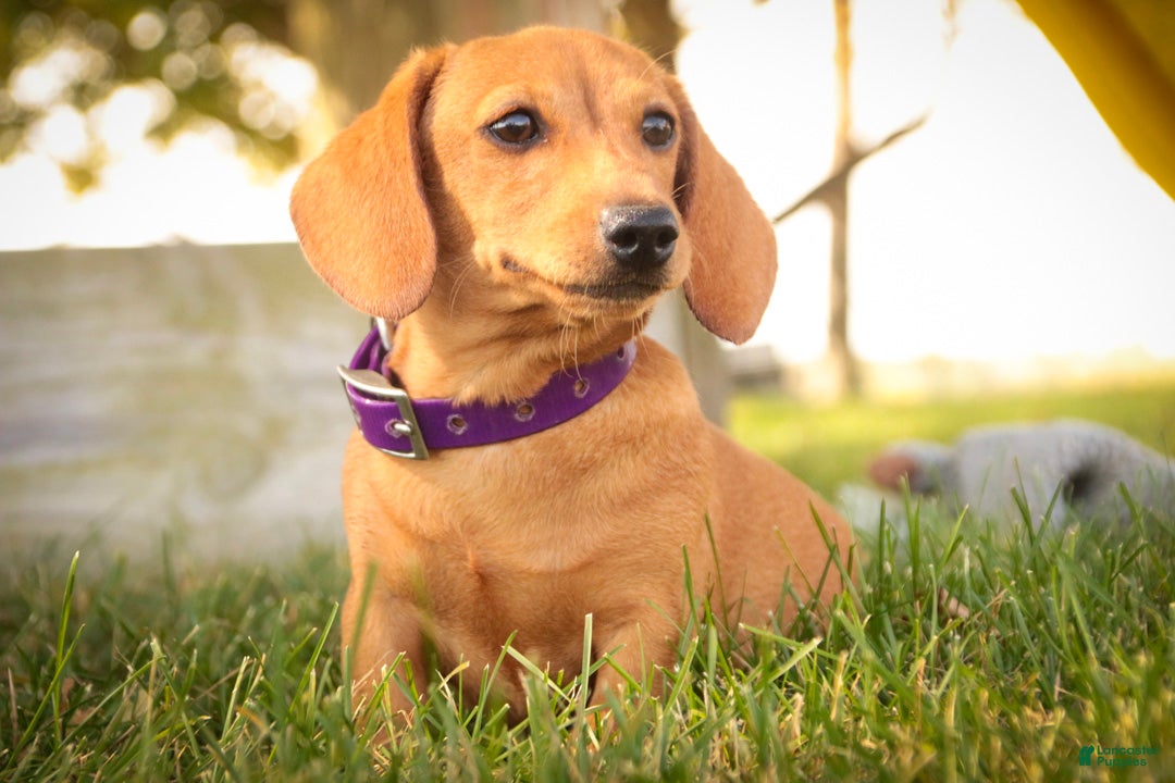 Miniature Dachshund dogs Clifford Miniature Dachshund  - Ad 1