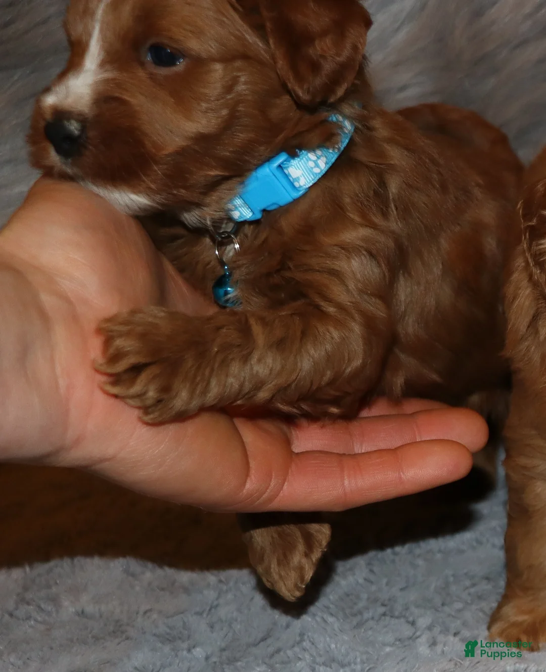 Mini Goldendoodle dogs for sale: Waylon 💙 Genetic Clear Parents - Ad 24