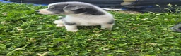 Mixed Breed dogs for sale: Mj - Ad 10