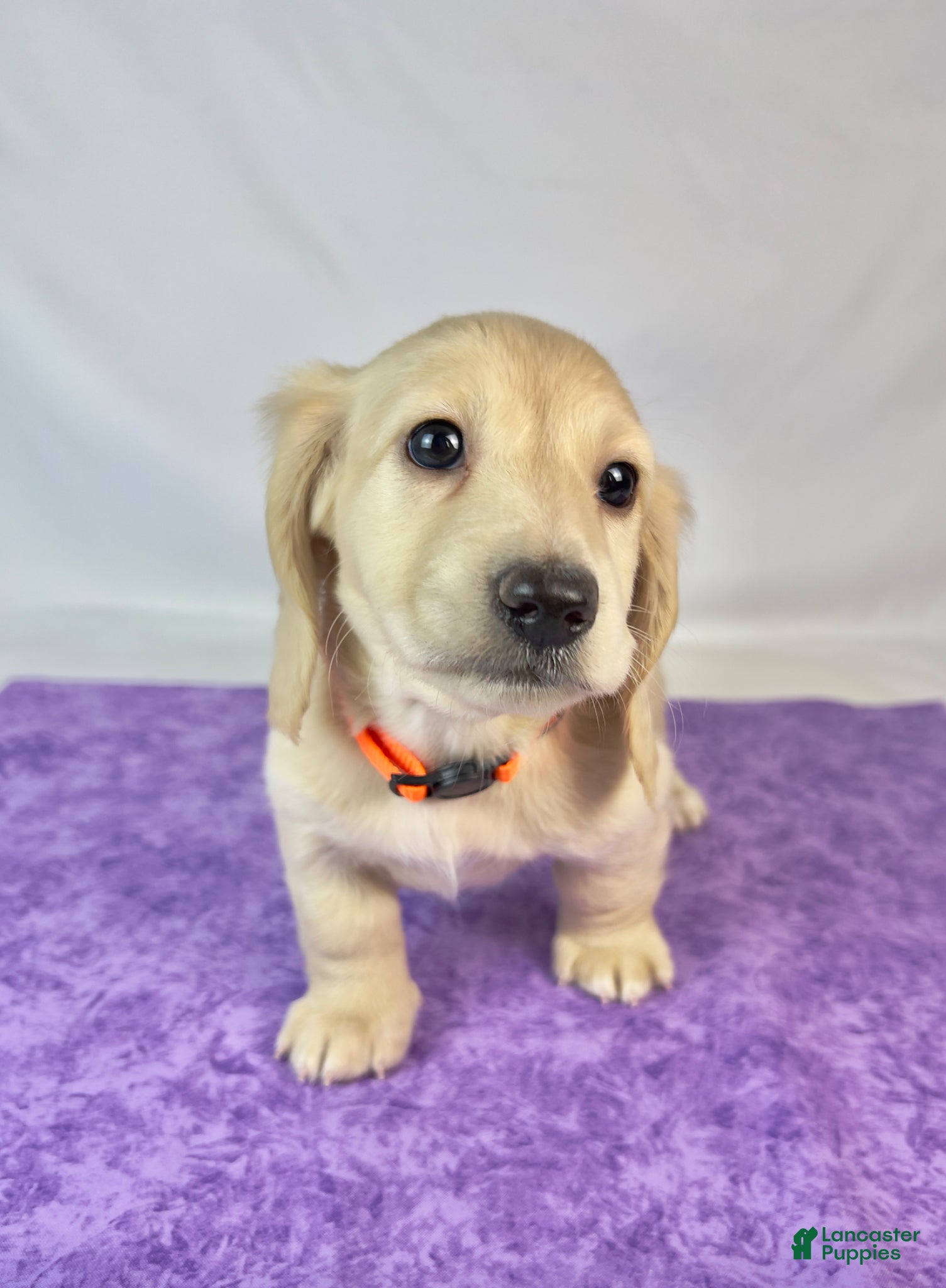 Miniature Dachshund dogs Cheddar - Ad 2