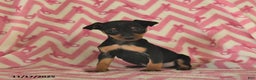 Miniature Pinscher dogs for sale: Holly  - Ad 2