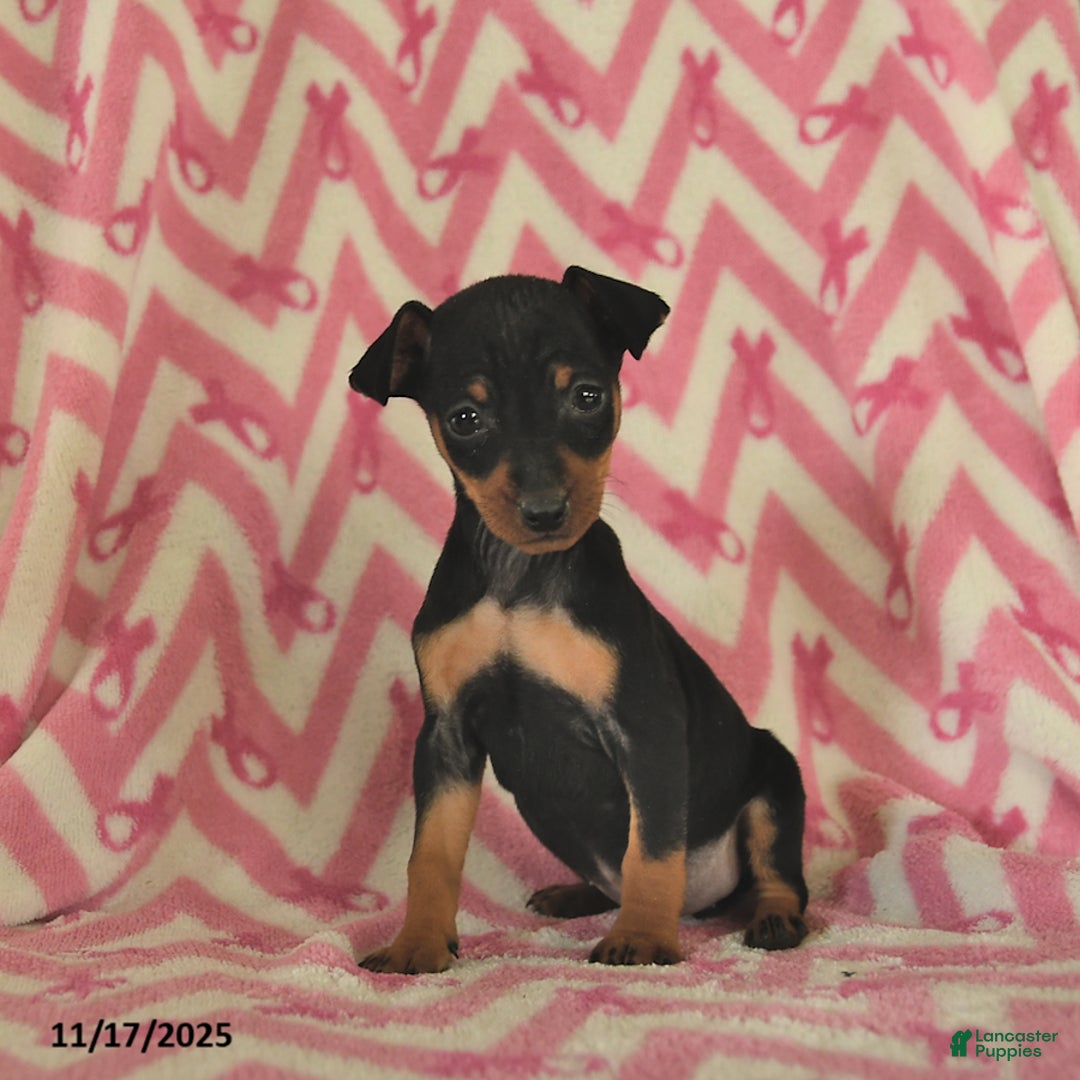 Miniature Pinscher dogs for sale: Holly  - Ad 2