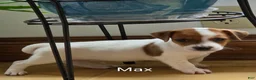 Jack Russell Terrier dogs for sale: Max - Ad 4