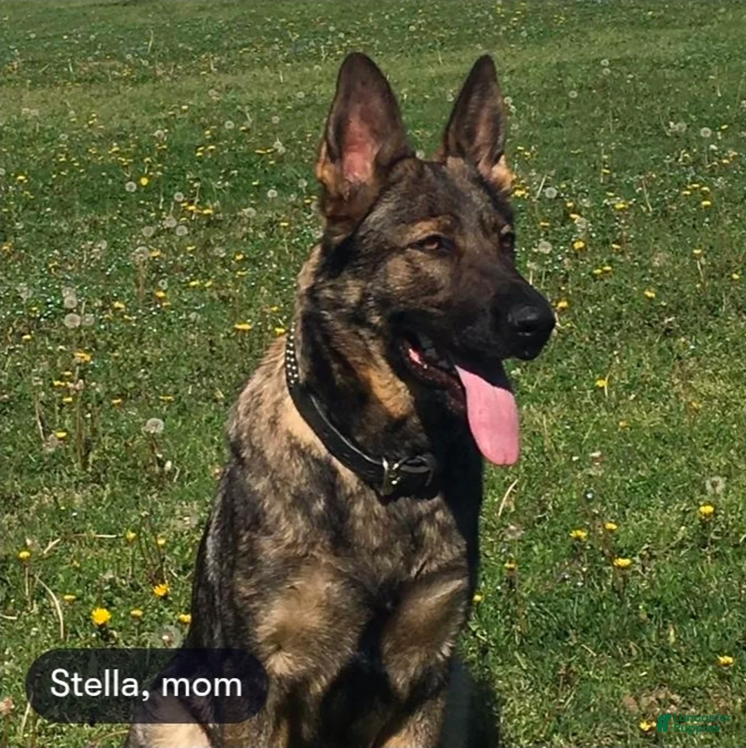 Sheprador dogs for sale: Sheprador Puppy 2 - Ad 2