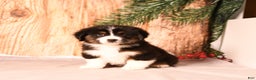Miniature Australian Shepherd dogs for sale: Rudolph - Ad 5