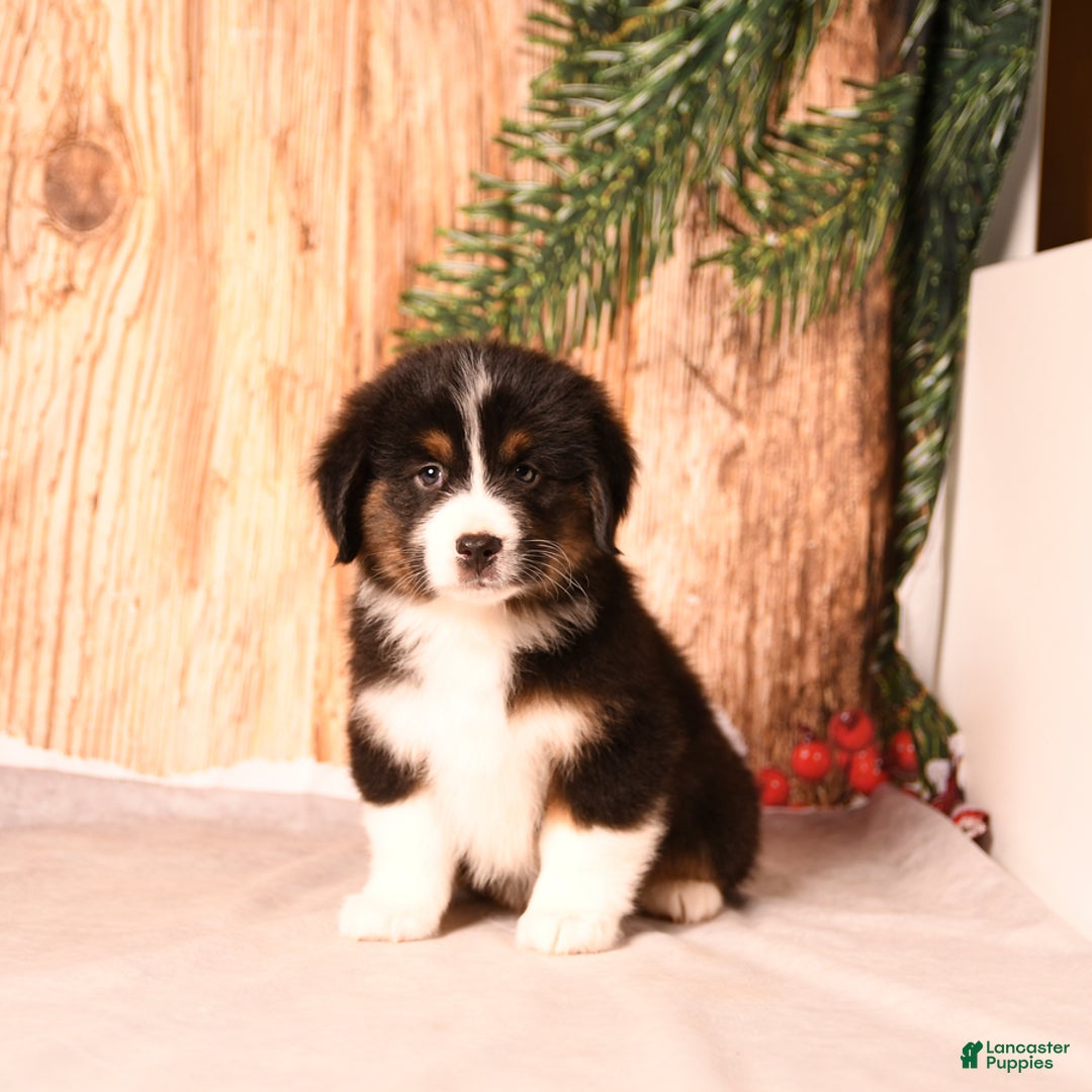 Miniature Australian Shepherd dogs for sale: Rudolph - Ad 5