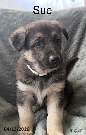 German Shepherd dogs Sue - Ad 19