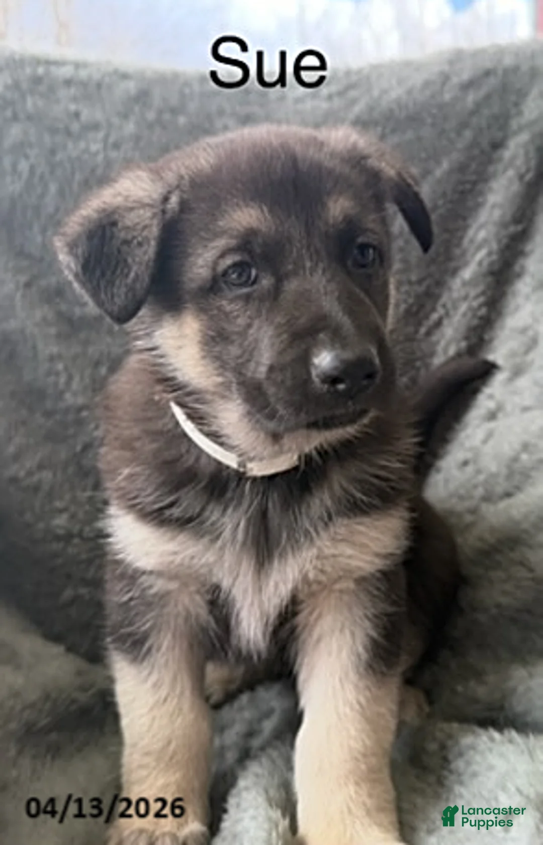 German Shepherd dogs for sale: Sue - Ad 1