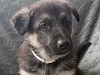 German Shepherd dogs Sue - Ad 42