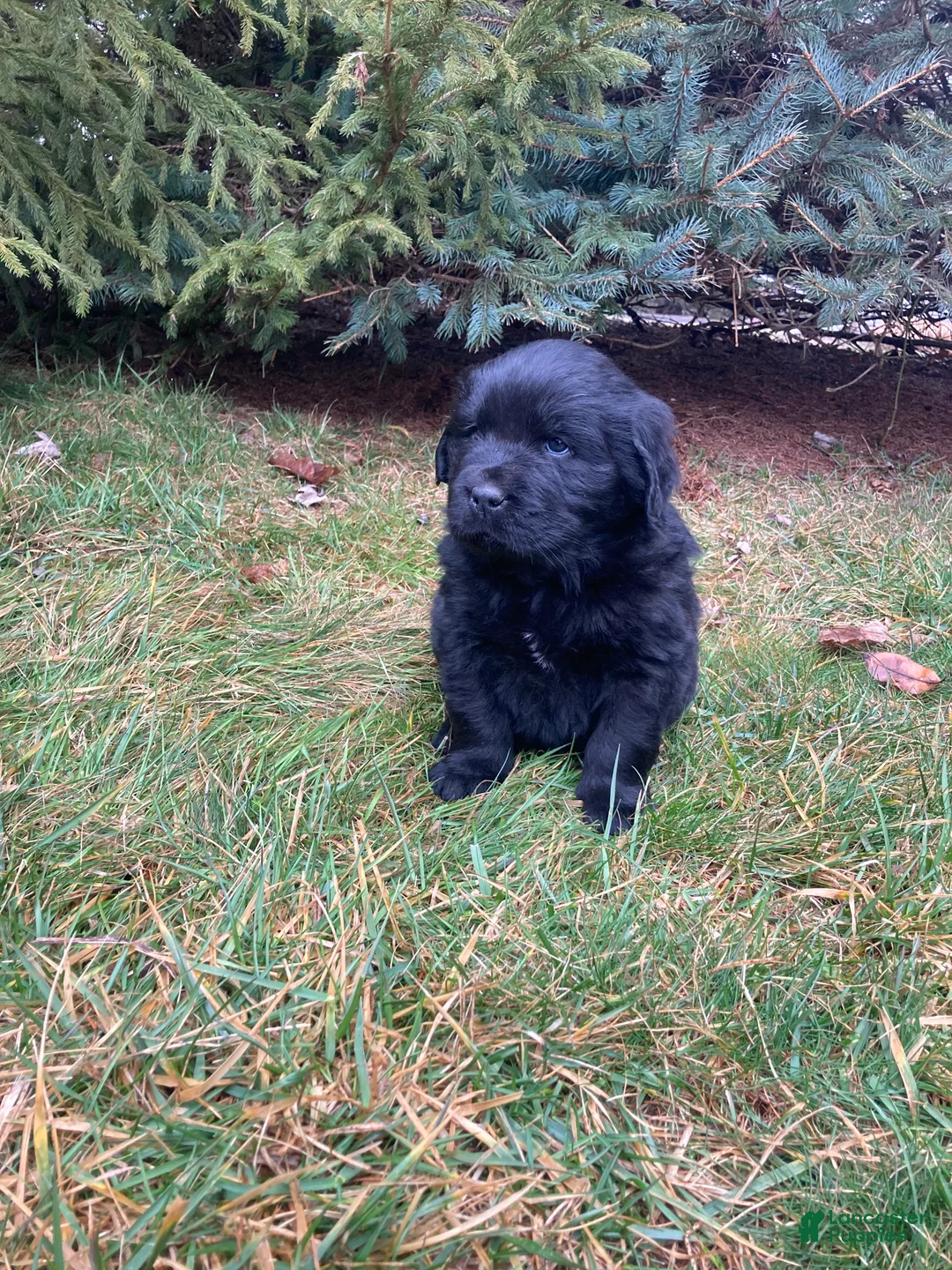 Newfoundland dogs for sale: Stella - Ad 2