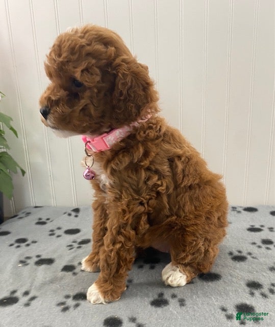 Miniature Poodle dogs Penny - Ad 2