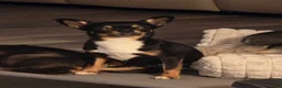 Chihuahua dogs for sale: Chihuahua Puppy 1 - Ad 3