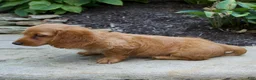 Miniature Dachshund dogs for sale: Milly - Ad 4