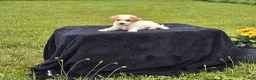 Miniature Poodle dogs for sale: Everett  - Ad 3