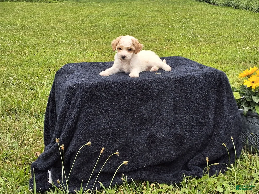 Miniature Poodle dogs for sale: Everett  - Ad 3