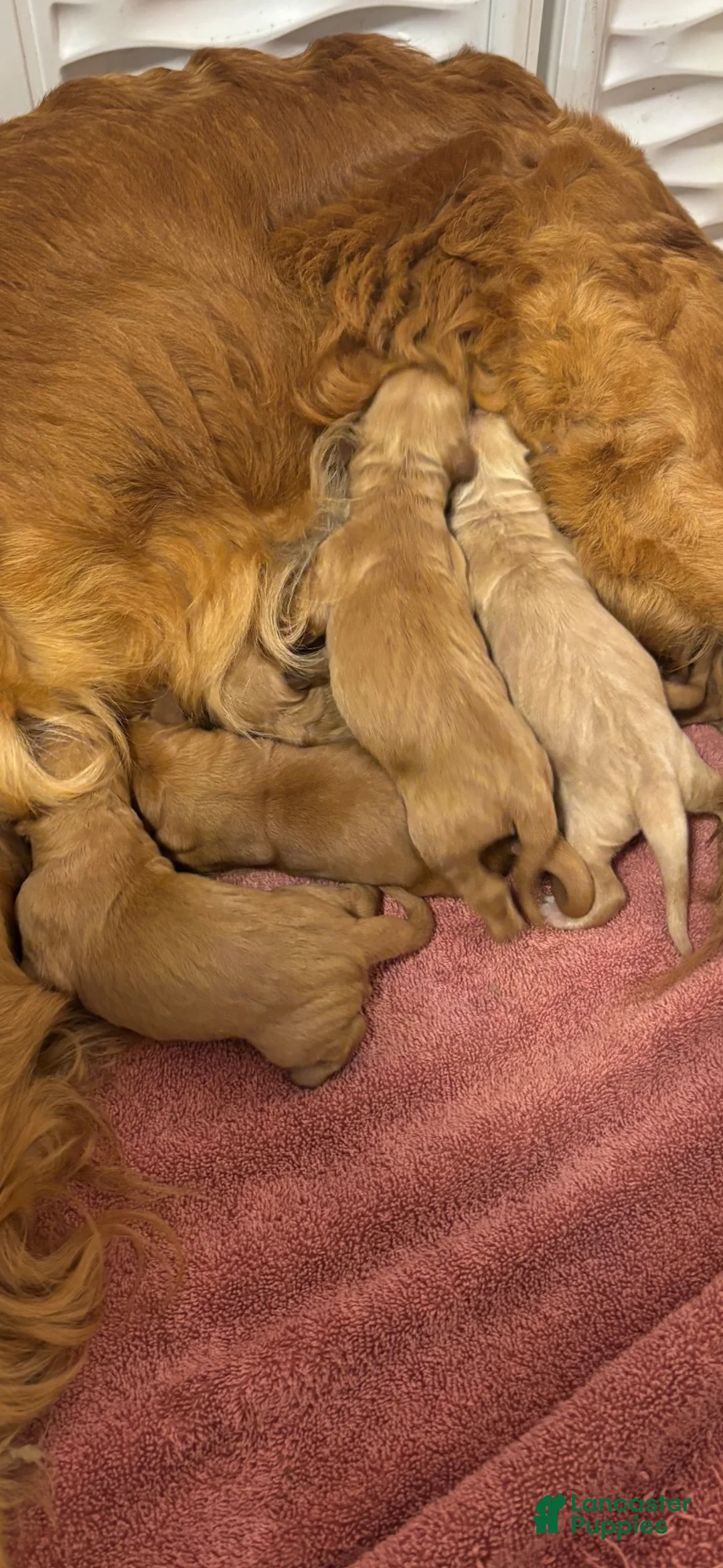 Golden Retriever dogs for sale: Mack - Ad 2