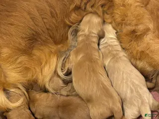 Golden Retriever dogs Puppy 2 - Ad 2
