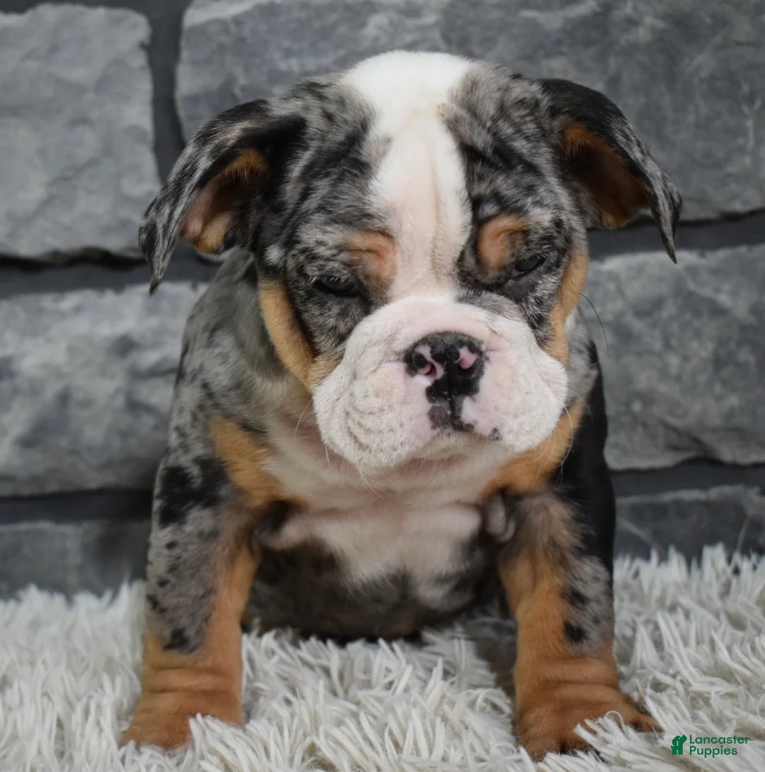 Mixed Breed dogs for sale: Bella  - Ad 5