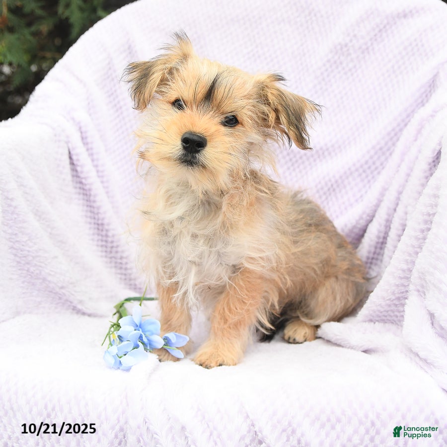 Morkie Puppies for sale in Pennsylvania Lancaster Puppies