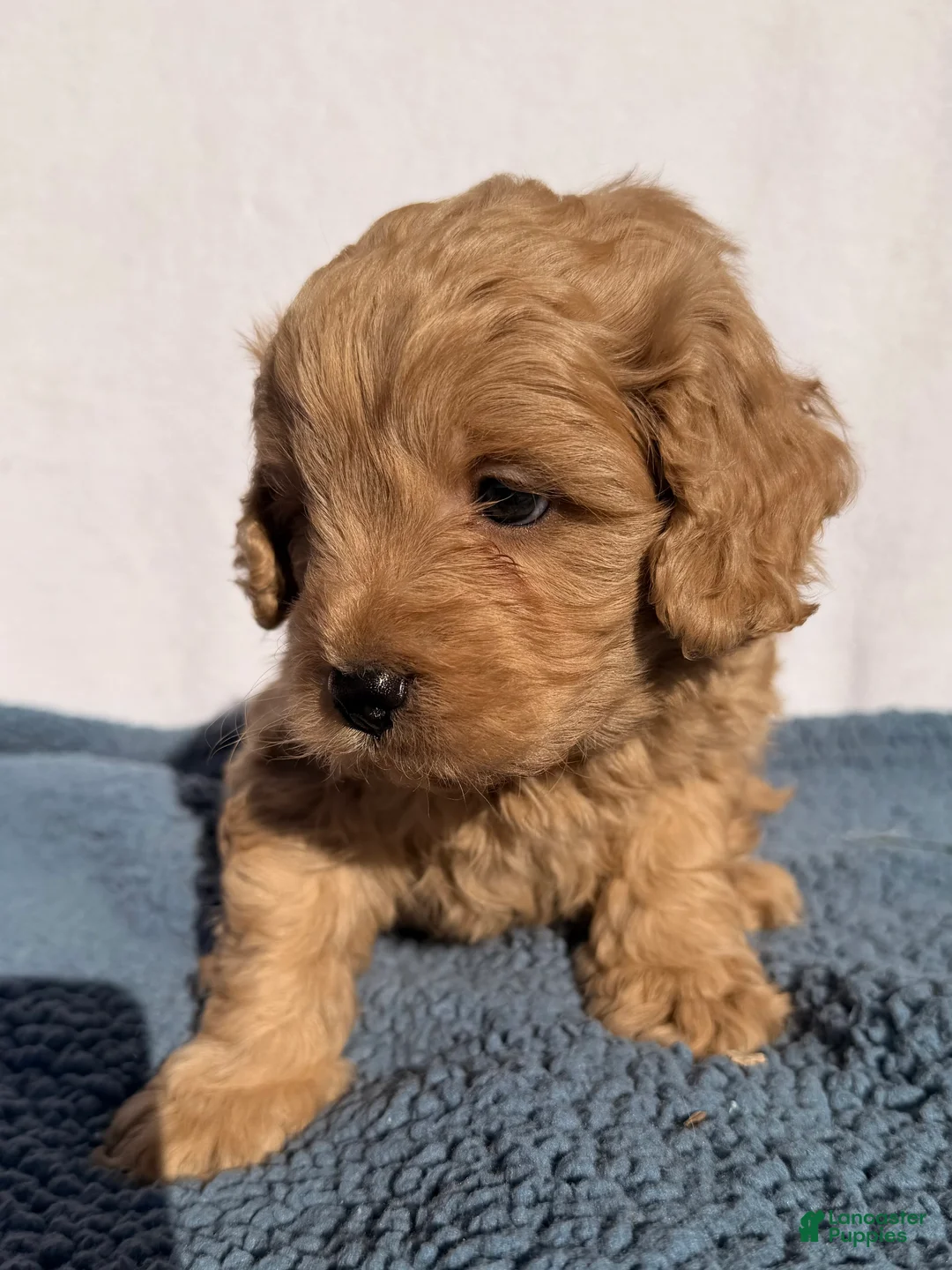 Cavapoo dogs for sale: Rusty - Ad 2