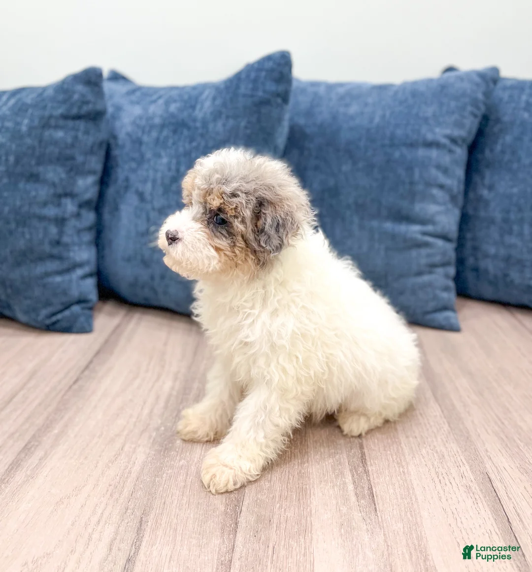 Miniature Poodle dogs for sale: Biscuit - Ad 4