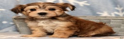 Yochon dogs for sale: Fluffy - Ad 7