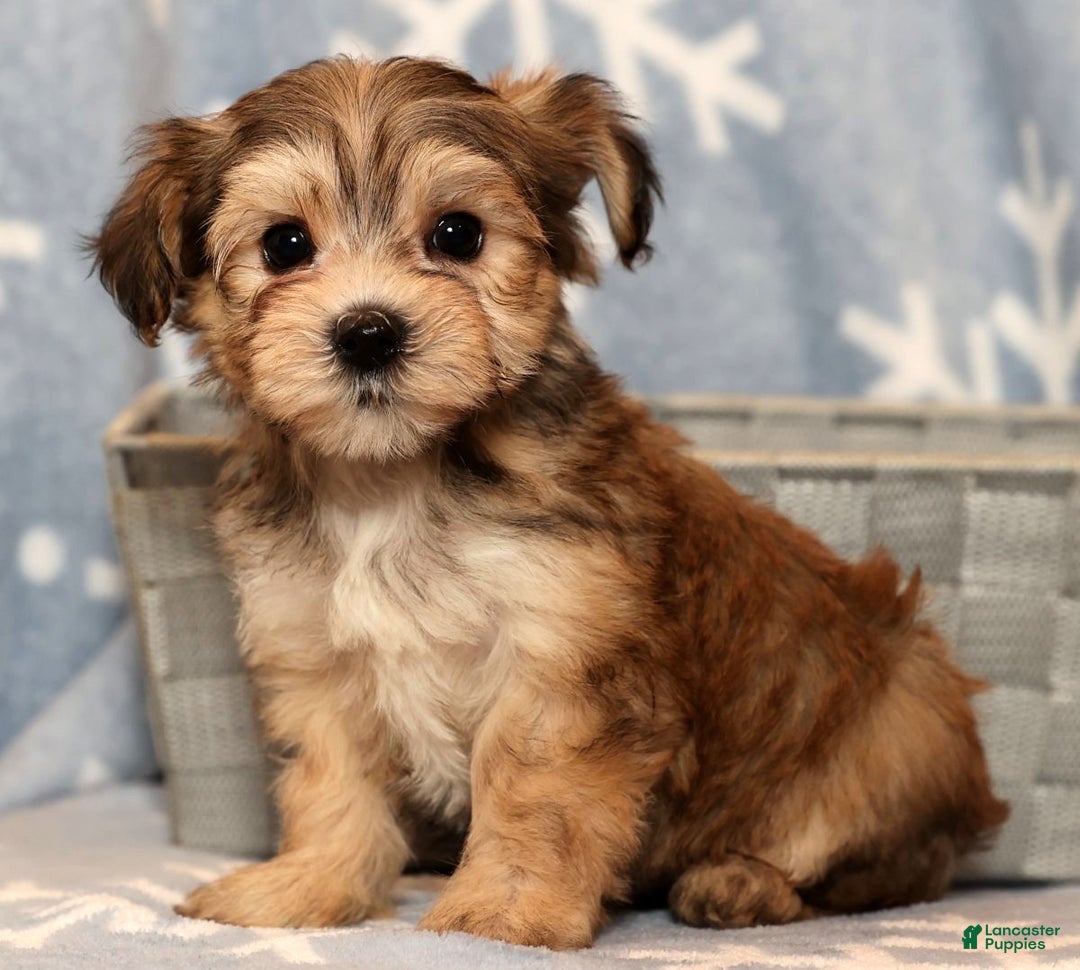 Yochon dogs for sale: Fluffy - Ad 7