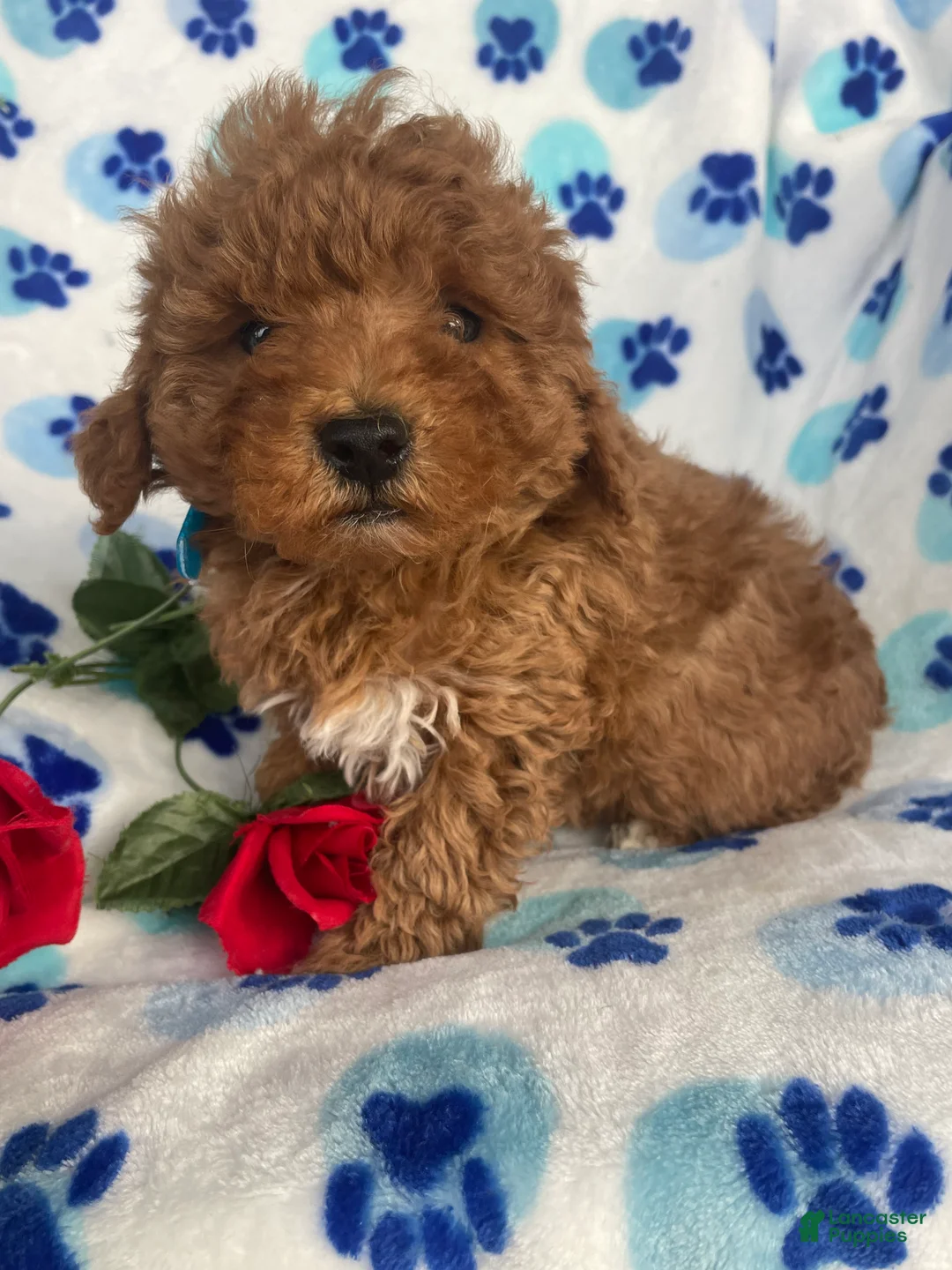 Toy Poodle dogs for sale: Pebbles - Ad 4