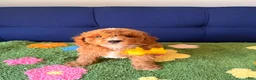 Mini Goldendoodle dogs for sale: buddy - Ad 1