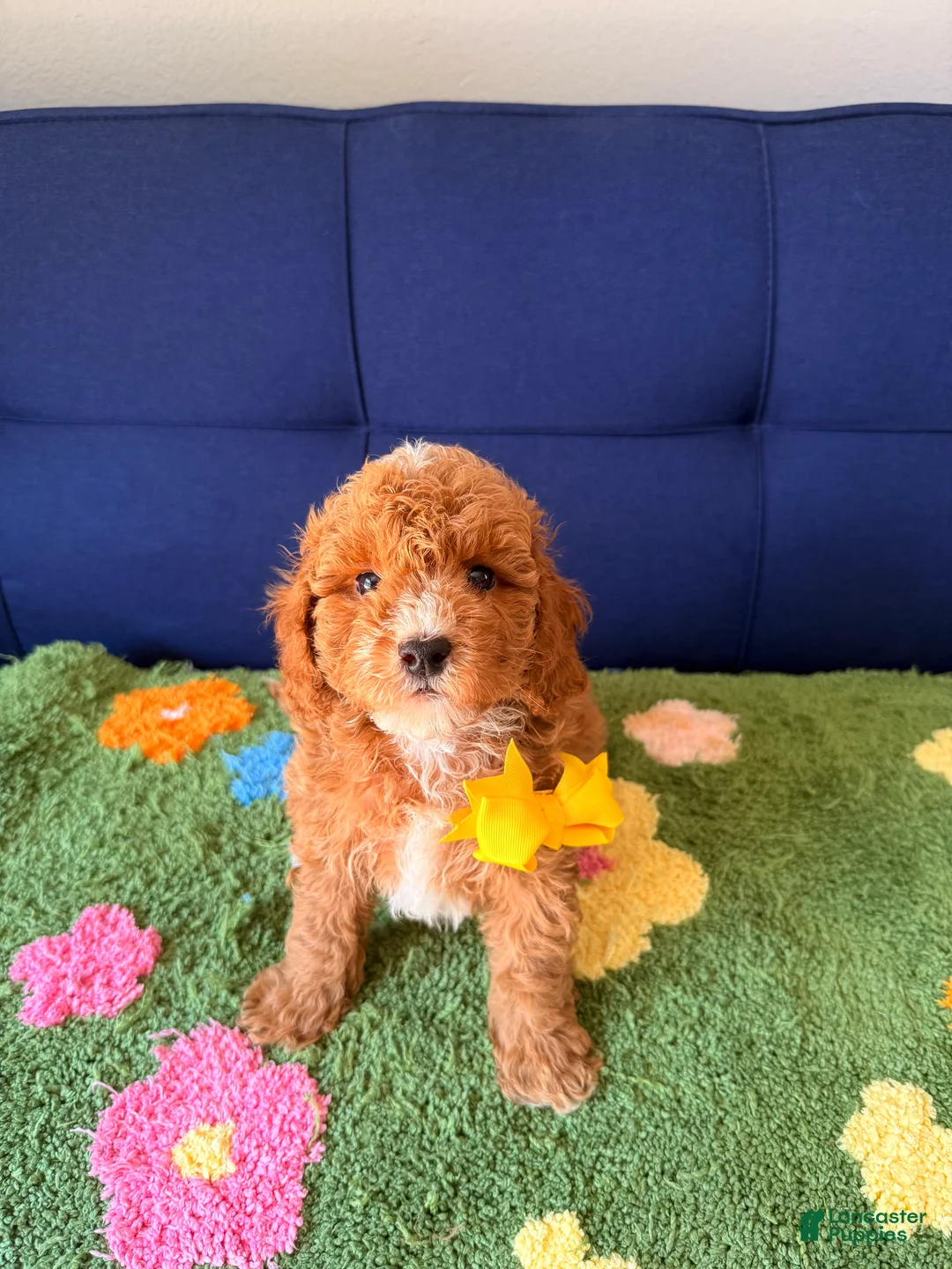 Mini Goldendoodle dogs for sale: buddy - Ad 1