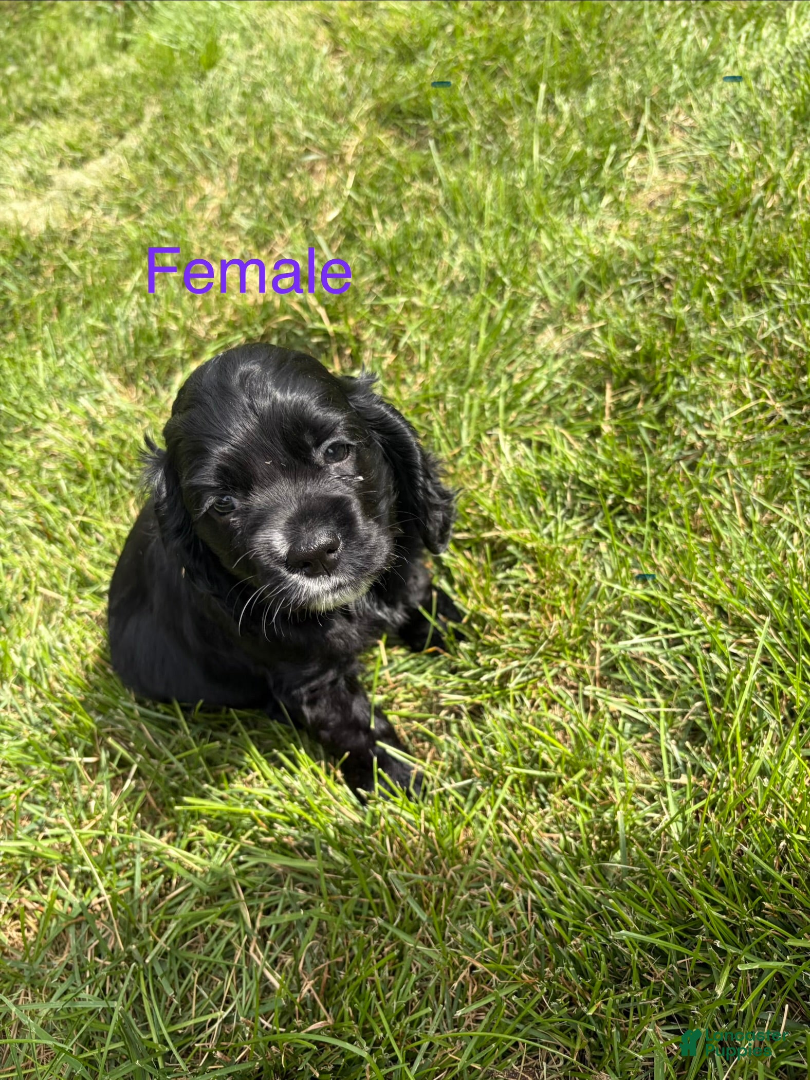 Cocker Spaniel dogs Cocker Spaniel 4- black with white on nose - Ad 1