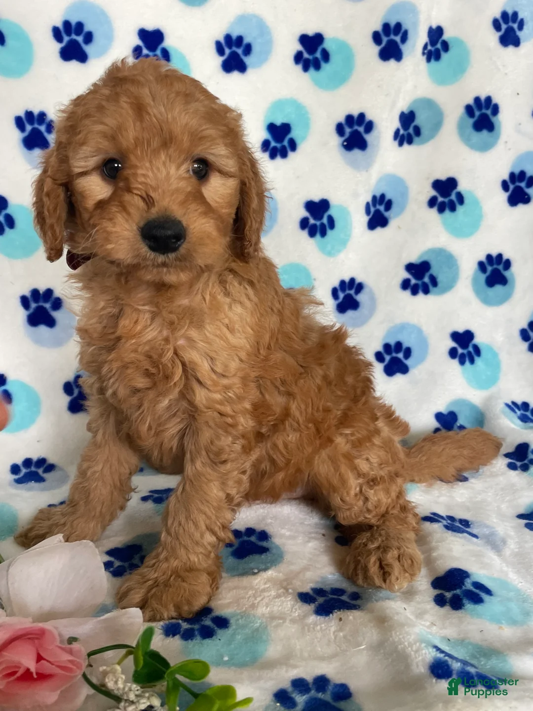 Mini Goldendoodle dogs for sale: Willie - Ad 2