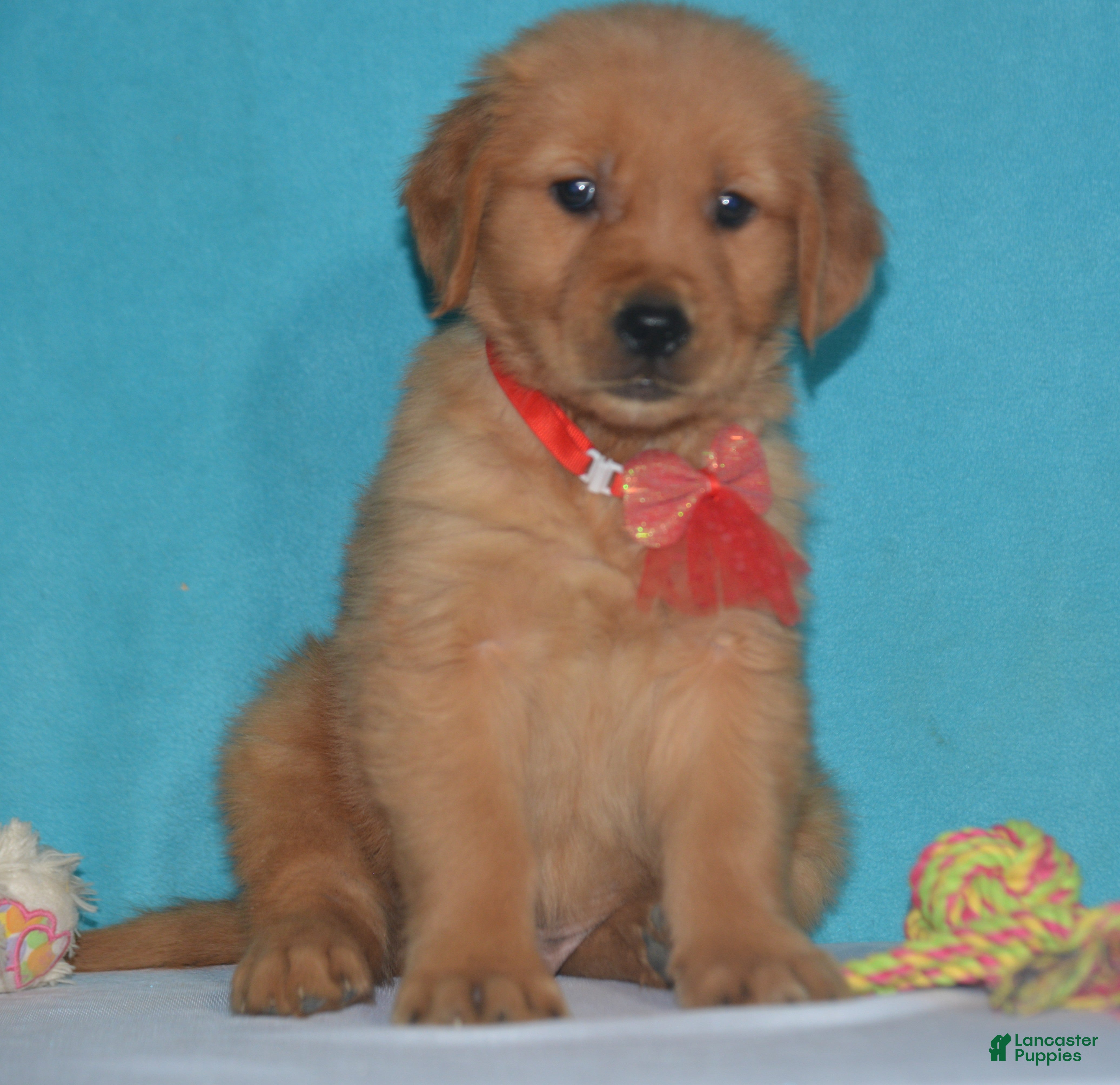 Golden Retriever dogs for sale: Bryson - Ad 2
