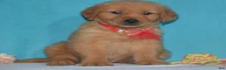 Golden Retriever dogs for sale: Bryson - Ad 2