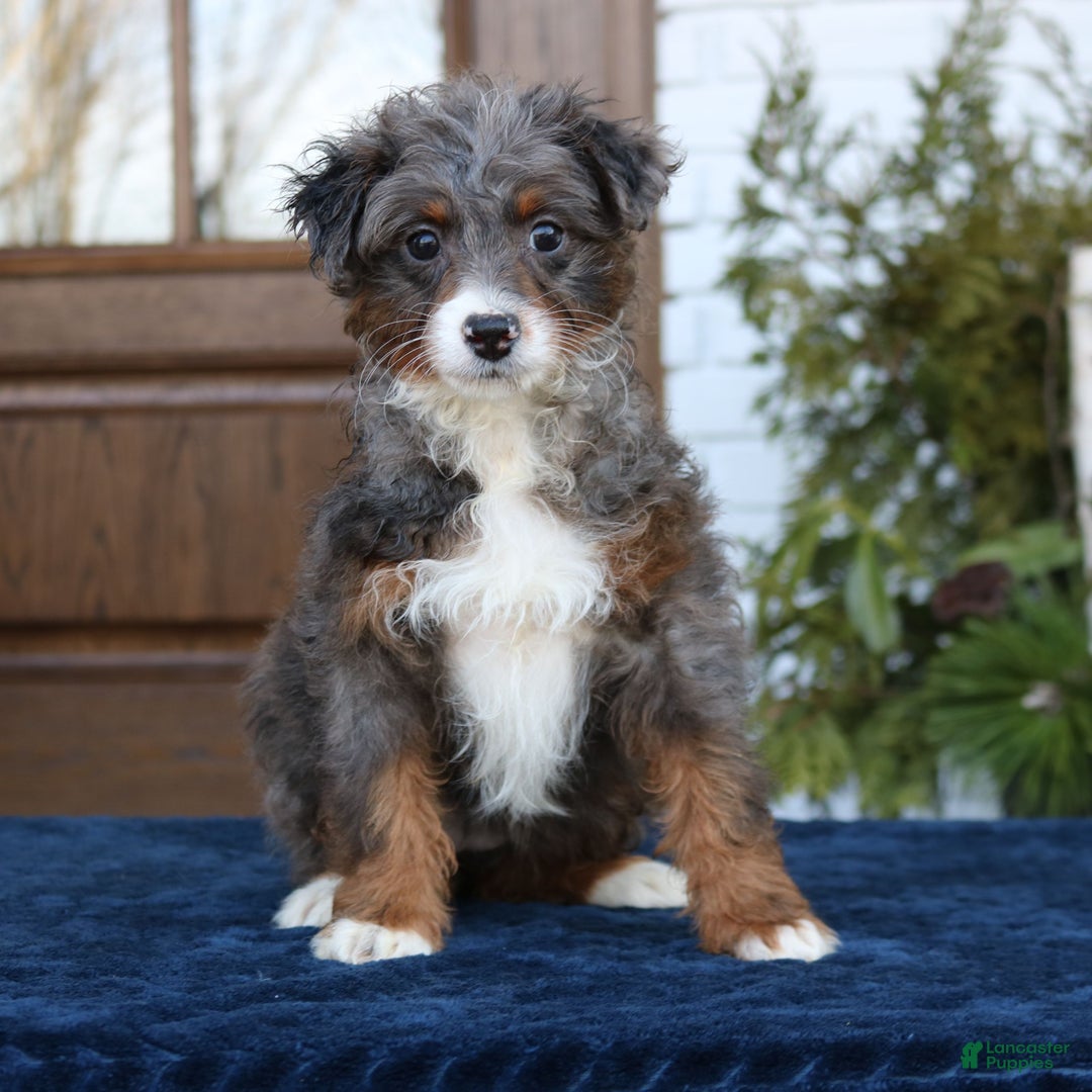 Mini Bernedoodle dogs for sale: Bella  - Ad 3