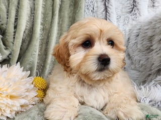 Shihpoo dogs - Ad 8