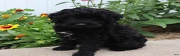 Mini Goldendoodle dogs for sale: Flora - Ad 5