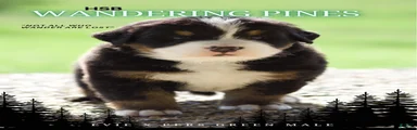Bernese Mountain Dog Male 1
