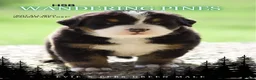 Bernese Mountain Dog dogs for sale: Bernese Mountain Dog Male 1 - Ad 1