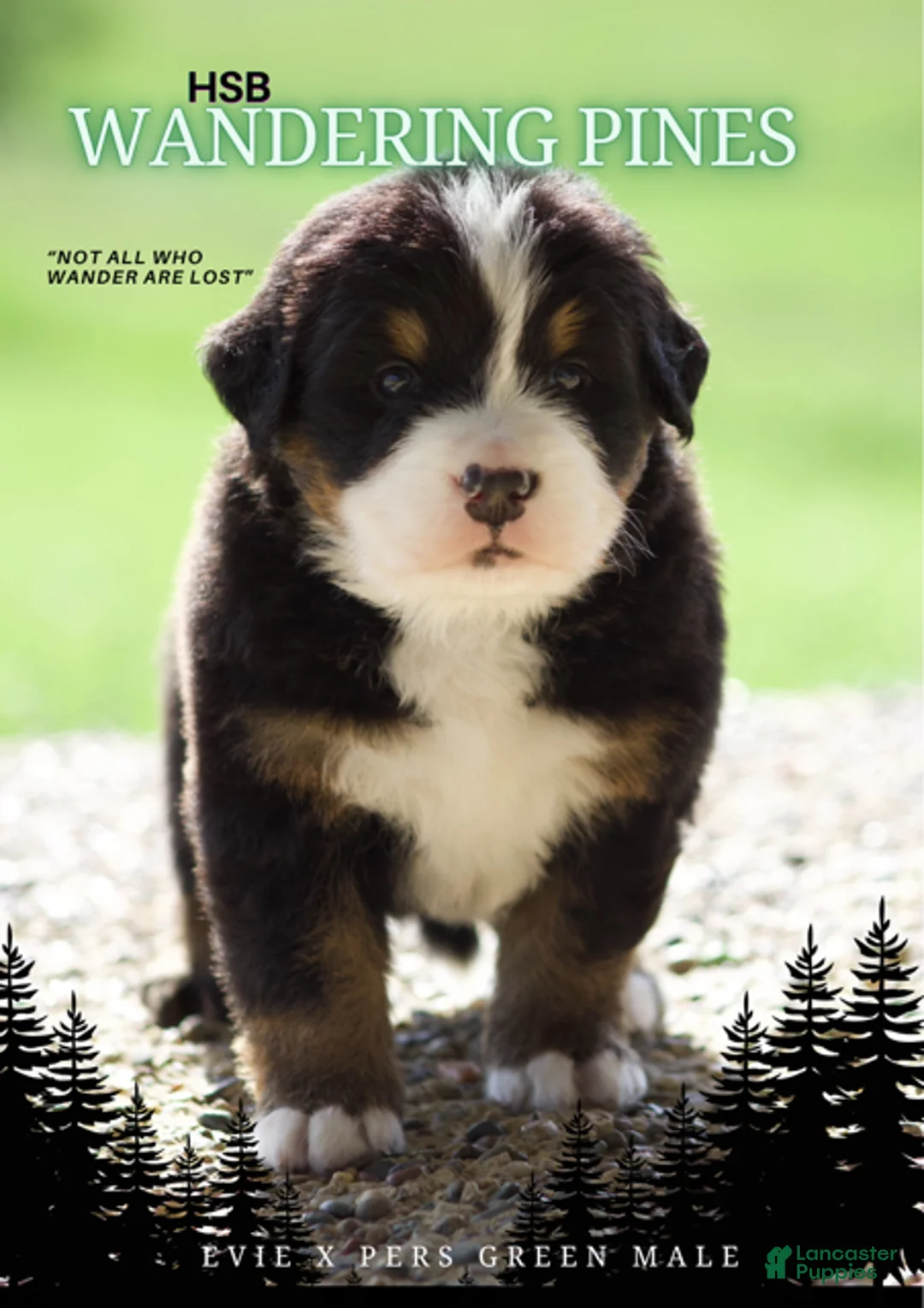 Bernese Mountain Dog dogs for sale: Bernese Mountain Dog Male 1 - Ad 1