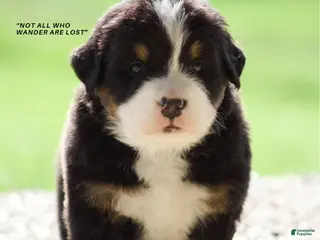 Bernese Mountain Dog dogs Bernese Mountain Dog Male 1 - Ad 24