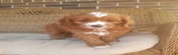 Cavapoo dogs for sale: Cavapoo 1 - Ad 19