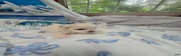 Maltese dogs for sale: Lily  - Ad 5