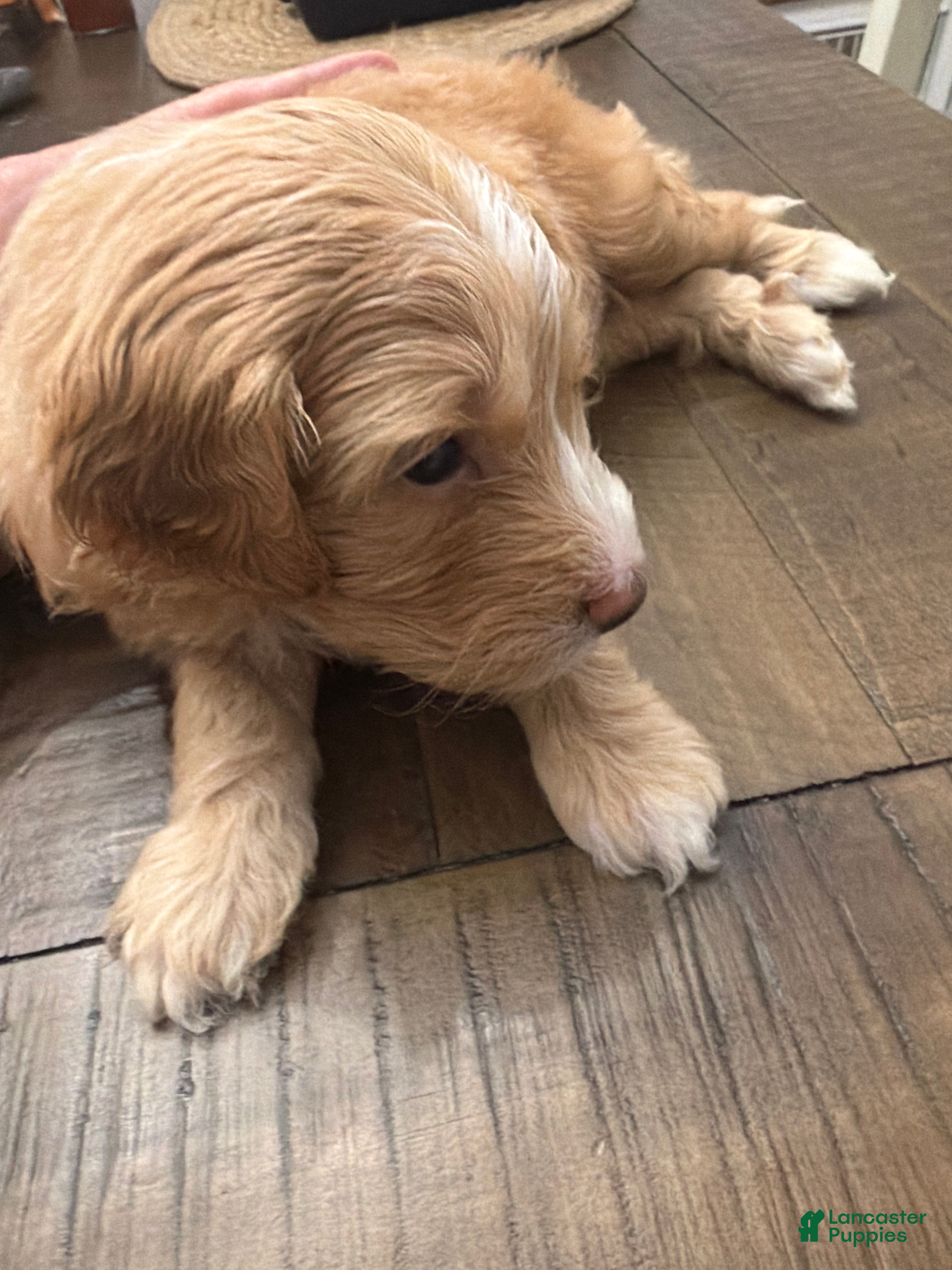 Mini Goldendoodle dogs for sale: Mini Goldendoodle 4 - Ad 1
