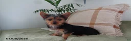 Yorkshire Terrier dogs for sale: Rex - Ad 1