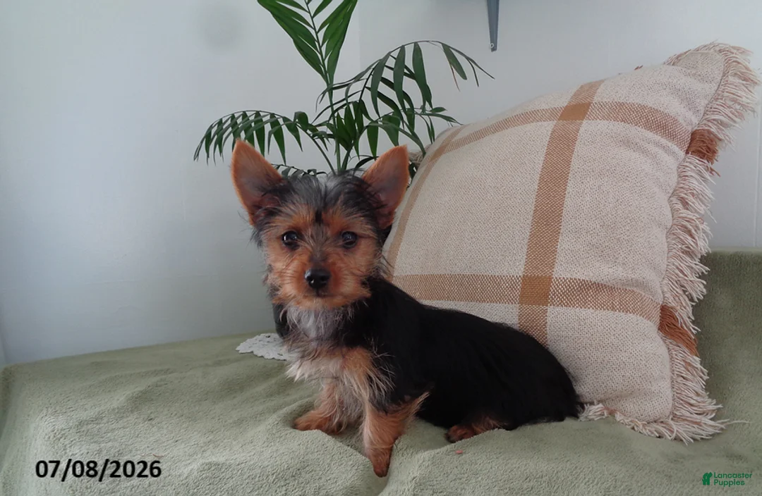 Yorkshire Terrier dogs for sale: Rex - Ad 1